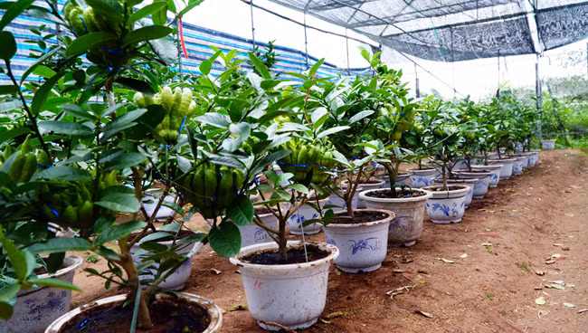 Ngày Tết, bên cạnh việc chọn những chậu mai, đào, quất trưng trong nhà thì nhiều người còn tìm mua những chậu cây phật thủ bonsai để chơi tết, vừa giúp nhà thêm thơm tho, sáng sủa, vừa giúp gia chủ có thêm được nhiều may mắn. Cây phật thủ bonsai mới xuất hiện trong vòng vài năm trở lại đã thu hút được khá đông người chơi cây cảnh dịp Tết. Với dáng nhỏ gọn, giá cả vừa phải, loại cây cảnh này đã và đang hứa hẹn là hướng đi mới cho người dân đất “phật thủ” Đắc Sở (Hoài Đức – Hà Nội).