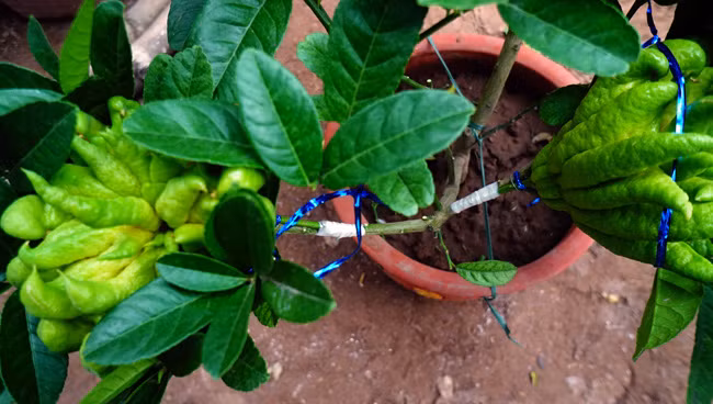 Thông thường, những cây phật thủ được giâm chiết 1 năm tuổi đã có thể cho quả và ghép quả. Tuy nhiên, quả được sử dụng để ghép đều phải là quả đã được lựa chọn kĩ về chất lượng, giống, đảm bảo khỏe và không bị bệnh, nếu không sẽ hỏng.