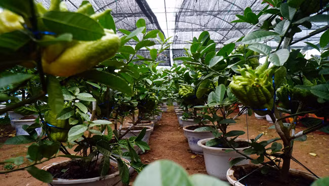 Mỗi ngày trung bình một người chỉ ghép được khoảng 10-15 cây. Hiện tại anh đã ghép được hơn 100 cây. Dự kiến anh sẽ ghép vài trăm cây đưa ra thị trường.