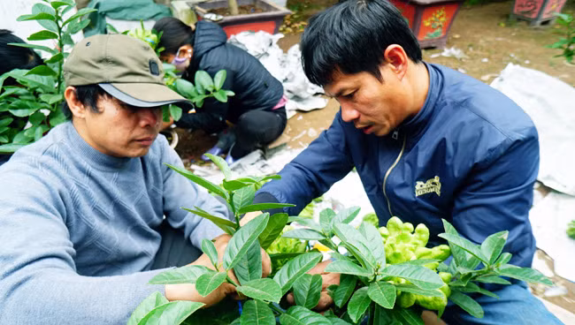 Anh Nguyễn Phú Dũng - chủ một vườn cây phật thủ tại xã Đắc Sở cho biết, năm nay, vườn nhà anh làm chủ yếu là cây phật thủ bonsai (cây phật thủ mini) do cây phật thủ năm nay bị mất mùa, những cây to không ra được nhiều quả. Anh cũng cho biết, gần 1 nửa tổng số cây bonsai này đều đã được đặt trước, hiện nay nhiều người buôn ở trên Hà Nội và một số tỉnh lân cận cũng về xem để đặt bán những ngày cận Tết.