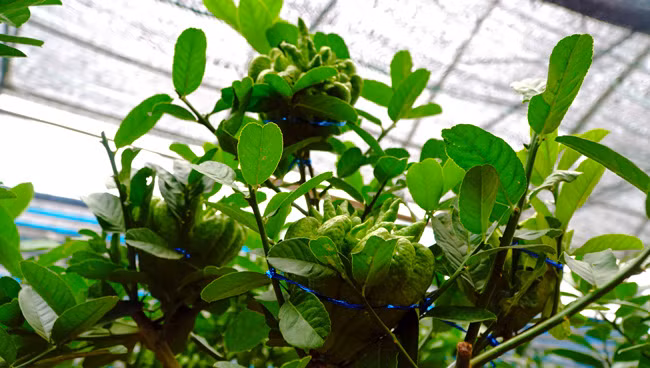 Được biết, cây phật thủ khi trưởng thành chỉ có thể ra quả trong 5 năm đầu, những năm sau cần phải được chăm bón cẩn thận mới có tiếp tục ra trái, vậy nên nhà vườn sẽ phải lựa chọn cây cẩn thận, có đủ sức khỏe để ghép được quả.