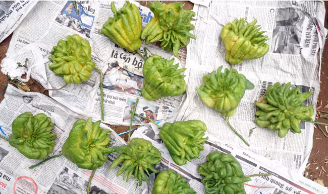 Những quả phật thủ được chọn lựa kỹ khi đưa vào ghép với những cây phật thủ nhỏ.