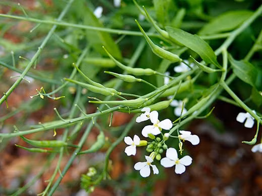 Khác với những củ cải thông thường có hình dáng dài hay tròn như củ cải trắng hay củ cải đỏ thì những củ cải mini đuôi chuột lại có hình thù và màu sắc khá giống đậu cove.