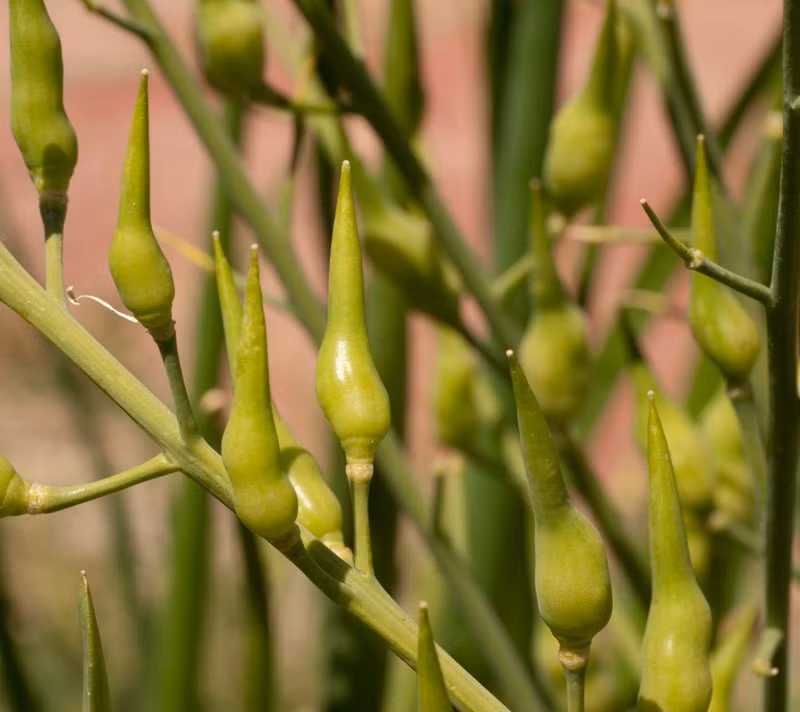 Củ cải đuôi chuột là giống ngắn ngày nên được trồng một cách nhanh chóng và ít bị sâu bệnh tấn công ở vỏ quả. Mỗi cây củ cải đuôi chuột có chiều dài từ 1m đến 1,2m.