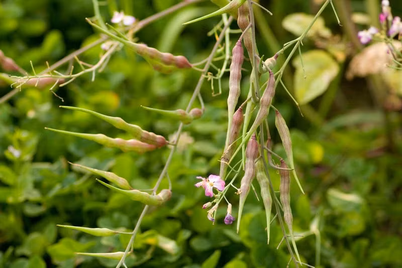 Chứa vô số những tác dụng tuyệt vời và được thu hoạch trong lòng đất nên trước nay nhiều người luôn ví củ cải như nhân sâm của đất, bởi phần củ (rễ cây) khi thu hoạch được nằm gọn trong lòng đất. Thế nhưng với những củ cải mọc trên cây như thế này, có lẽ nhiều người sẽ phải thay đổi lại cách nhìn nhận về nhân sâm của đất.