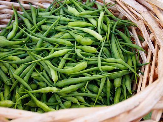 Trong quá trình sinh trưởng và phát triển, củ cải đuôi chuột cần ít nhất 6 giờ ánh nắng mỗi ngày.