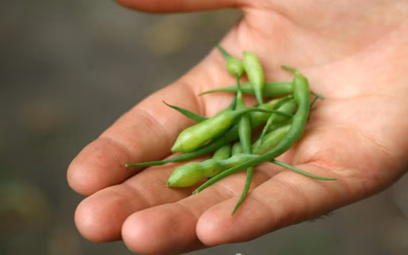 Một cây có thể cho ra khoảng 40 quả. Sau khi trồng 40-50 ngày, bạn đã có thể thu hoạch được loại củ cải này rồi.