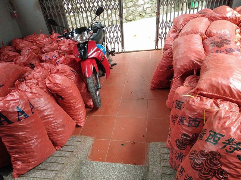 Củ mã thầy Trung Quốc ồ ạt về Việt Nam.