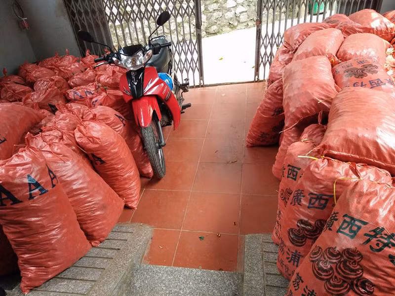 Củ mã thầy Trung Quốc ồ ạt về Việt Nam.