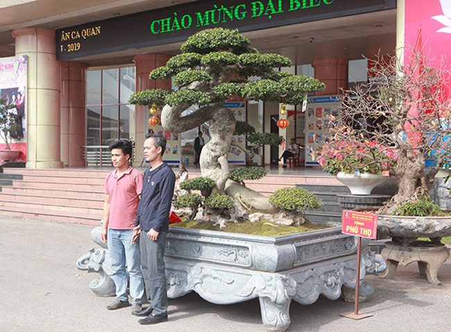 Du khách, giới chơi cây đi qua đều đứng ngắm, chụp ảnh với cây làm kỷ niệm bởi chủ nhân của tác phẩm rất ít khi mang đi triển lãm. Cây cao khoảng hơn 2m, được đặt trong một chậu đá lớn. 