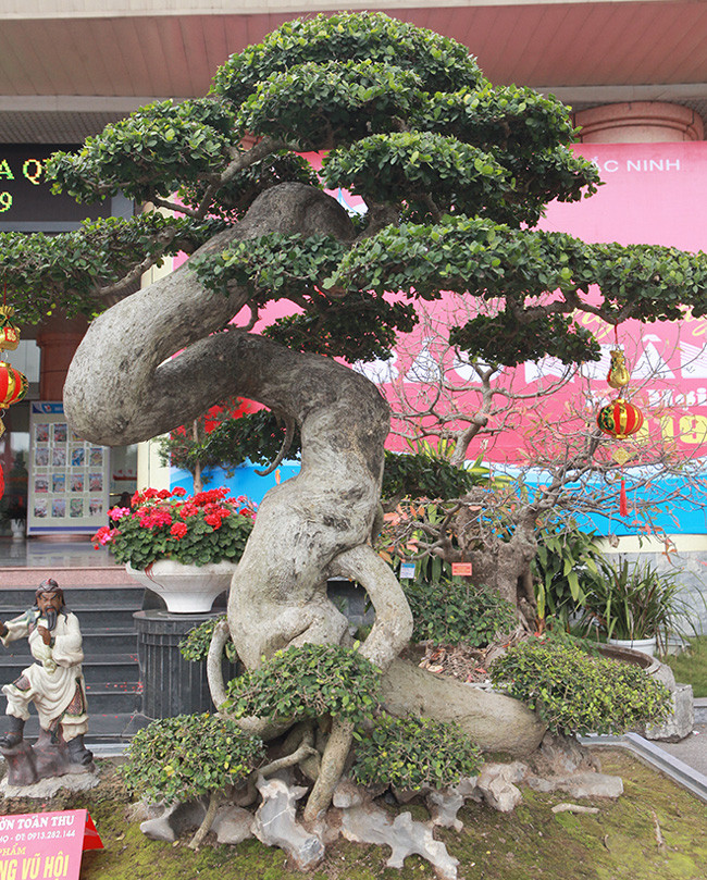 Anh Phan Văn Toàn (TP. Việt Trì, Phú Thọ), chủ nhân của tác phẩm cho biết, đây là cây duối cổ quý hiếm. Cây được chăm sóc, uốn nắn từ khi mới trồng nên thân cây uốn lượn rất đẹp. 