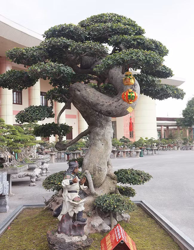 “Cây có tuổi đời khoảng 200 năm và phải được chăm sóc bởi nghệ nhân xưa, uốn nắn từ nhỏ. Nếu cây mọc tự nhiên thì không bao giờ có dáng, thế như vậy”, anh Toàn cho biết. 