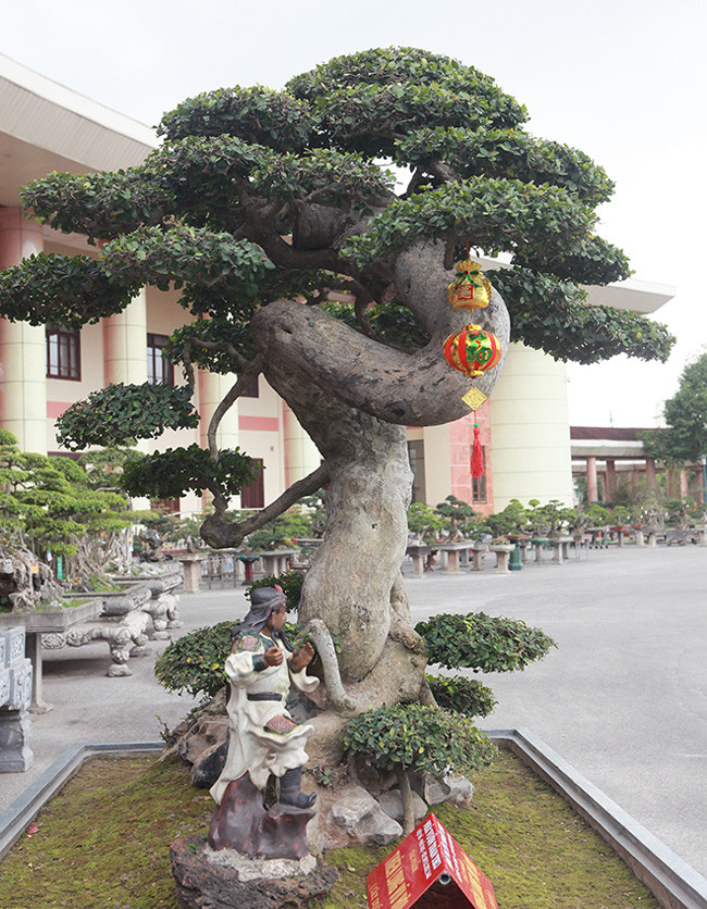 “Cây có tuổi đời khoảng 200 năm và phải được chăm sóc bởi nghệ nhân xưa, uốn nắn từ nhỏ. Nếu cây mọc tự nhiên thì không bao giờ có dáng, thế như vậy”, anh Toàn cho biết. 