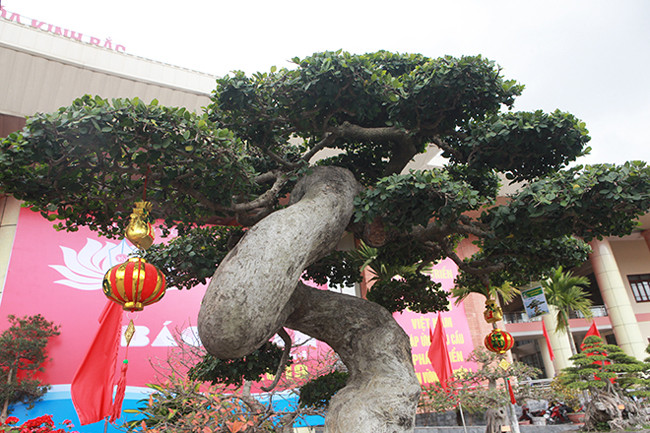 Theo chủ nhân của tác phẩm, anh đã mua cây duối này hơn 10 năm nay với giá 3,7 tỷ đồng. Tính đến thời điểm hiện tại, nó được giới chơi cây cảnh ở Việt Nam và trên thế giới đánh giá đây là cây duối đẹp nhất nhì thế giới. Giá trị cây bây giờ phải lên tới cả triệu USD. 