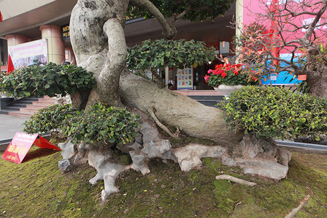 Thân cây u bướu, mốc trắng, nhìn vào tưởng đá. 