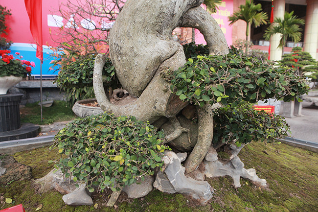 Những người yêu cây cảnh cũng như giới chơi cây đến tận mắt chứng kiến đều nhận định, đây không phải là cây duối cổ nhất nhưng là cây duối có “1-0-2” bởi cây mang yếu tố nghệ thuật cao. 