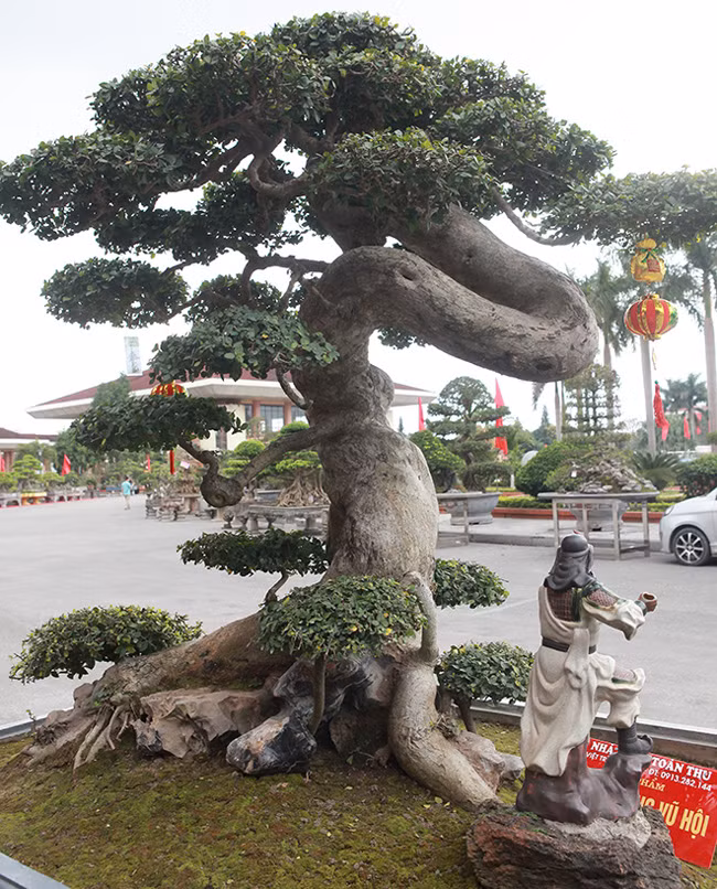 Sở dĩ cây có cái tên “Thiên Long Vũ Hội” vì thân cây uốn lên phía trên gọi là Thiên, uốn lượn như một con rồng gọi là Long, bông tán như một vũ công trong ngày hội, chủ cây duối cổ cho hay.