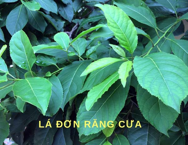 Theo cụ Pháo, lá Đơn răng cưa có tác dụng tiêu sưng, chữa độc rắn rất tốt khi nấu nước uống.