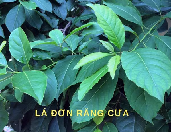 Theo cụ Pháo, lá Đơn răng cưa có tác dụng tiêu sưng, chữa độc rắn rất tốt khi nấu nước uống.