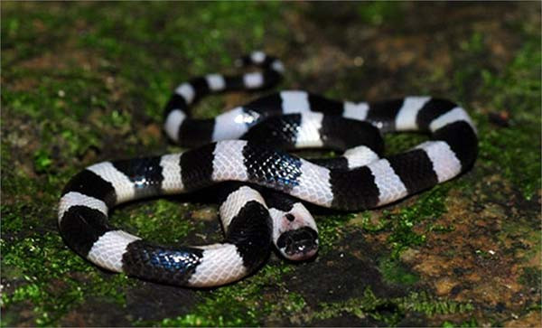 Rắn cạp nia. Ảnh Wikipedia.