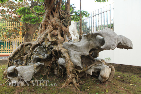Các rễ của sanh cổ bám nệm chặt vào khối đá được bố trí rất cầu kỳ càng tạo thêm vẻ đẹp cho tác phẩm "nỏ thần" của chị Thu.