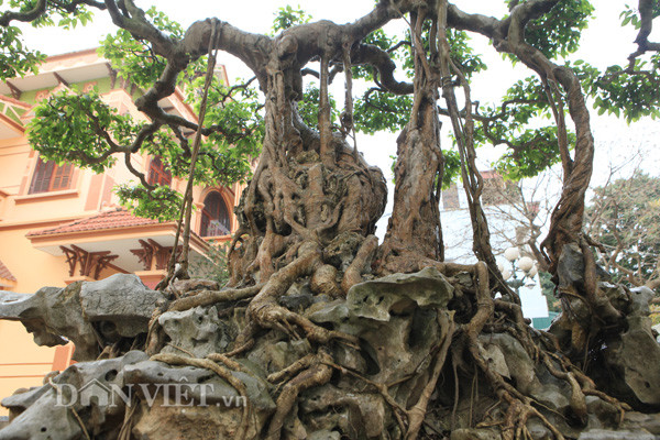 "Siêu cây" bên biệt thự hoành tráng của gia đình chị Thu ở Phú Thọ.