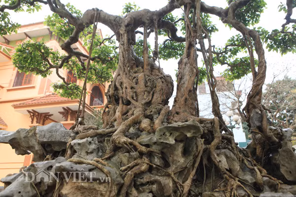 "Siêu cây" bên biệt thự hoành tráng của gia đình chị Thu ở Phú Thọ.