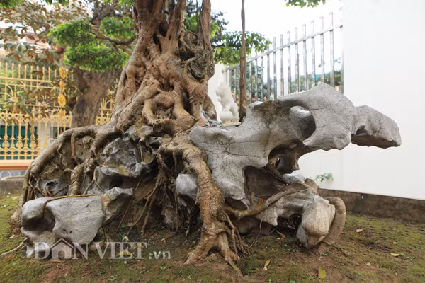 Các rễ của sanh cổ bám nệm chặt vào khối đá được bố trí rất cầu kỳ càng tạo thêm vẻ đẹp cho tác phẩm "nỏ thần" của chị Thu.