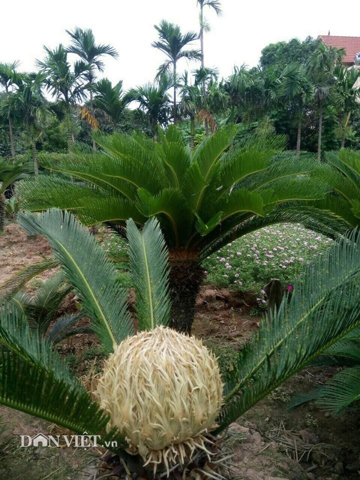 Cây vạn tuế có hoa vàng nhạt, đơm bông tròn, to như quả bóng.