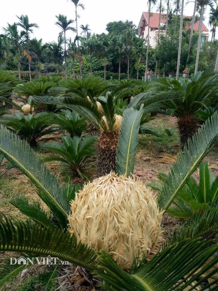 Hiện trong vườn cô Nguyễn Thị Ngoan ở xã Hải Xuân (Hải Hậu, Nam Định) trồng 200 gốc vạn tuế thì có đến hơn 20 cây trổ hoa cùng lúc.