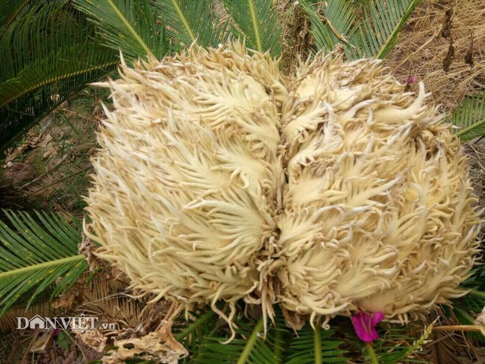 Cá biệt, có cây vạn tuế ra hoa kép (2 bông) trên cùng một thân.