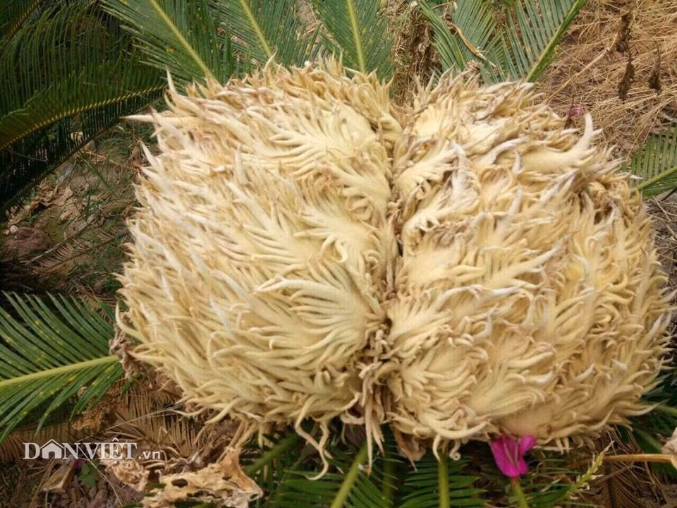 Cá biệt, có cây vạn tuế ra hoa kép (2 bông) trên cùng một thân.