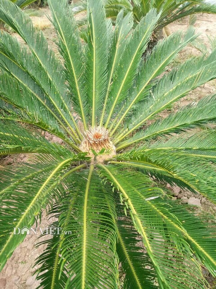 Lúc đầu cô Ngoan cũng không biết là vạn tuế ra hoa, cứ nghĩ là cây chuẩn bị ra đợt lá non mới.