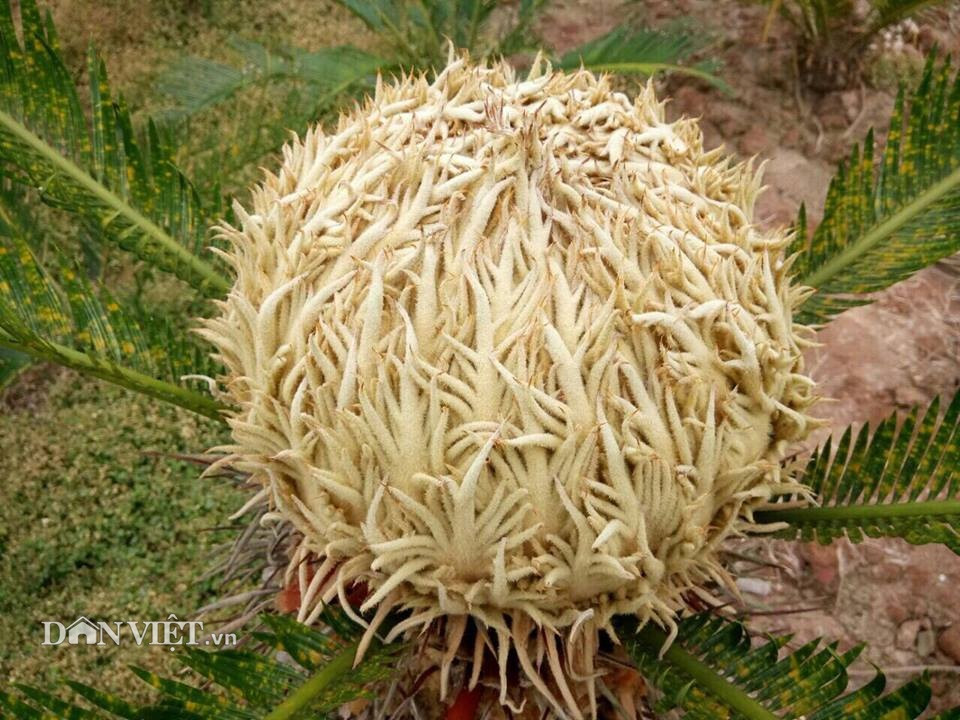 Dần dần trên ngọn cây nhú lên một cục màu vàng hình bầu dục giống ngọn cây xương rồng gai, nhìn xa như tổ ong tay áo, rồi càng ngày càng bành to ra cỡ cái khay tròn uống nước, phủ kín cả ngọn cây.