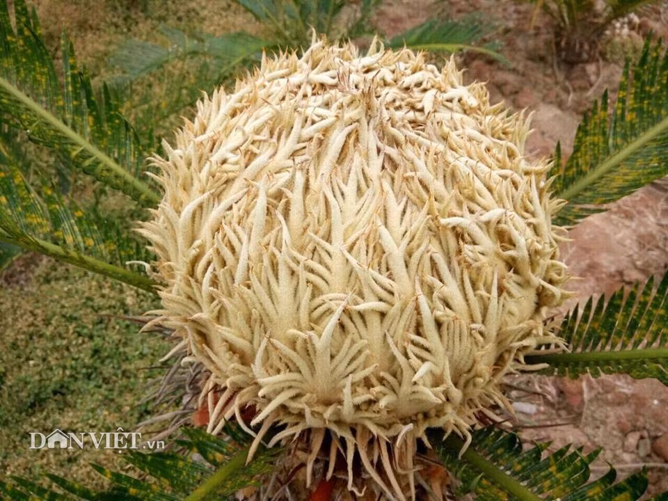 Dần dần trên ngọn cây nhú lên một cục màu vàng hình bầu dục giống ngọn cây xương rồng gai, nhìn xa như tổ ong tay áo, rồi càng ngày càng bành to ra cỡ cái khay tròn uống nước, phủ kín cả ngọn cây.