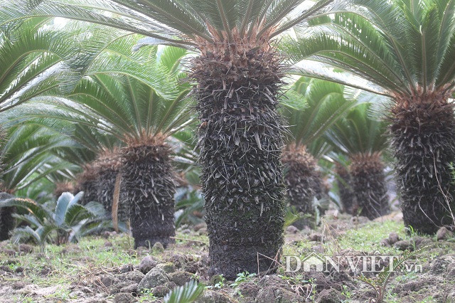 Theo cô Nguyễn Thị Ngoan, chọn cây vạn tuế đẹp là cây có thân, lá đẹp. Đặc biệt, thân cây vạn tuế phải đều, không được thắt, không được phình, thân cây phải đều mập như ống cân.