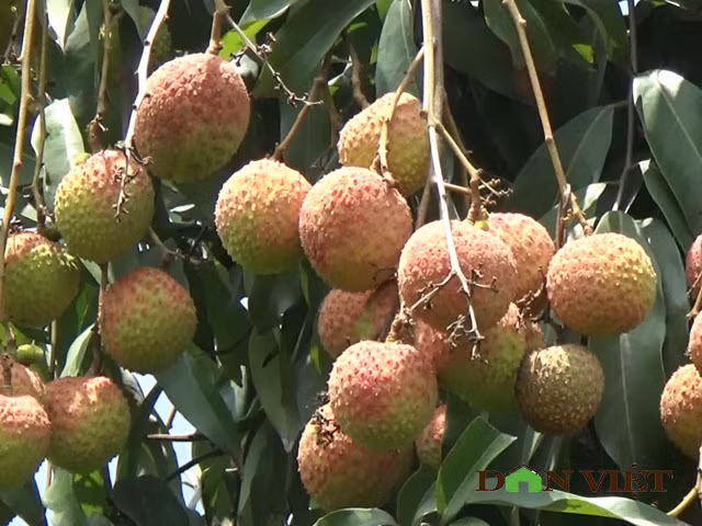 Gia vai chin som 16.000 dong/kg, qua “chay” tren cay vi e am