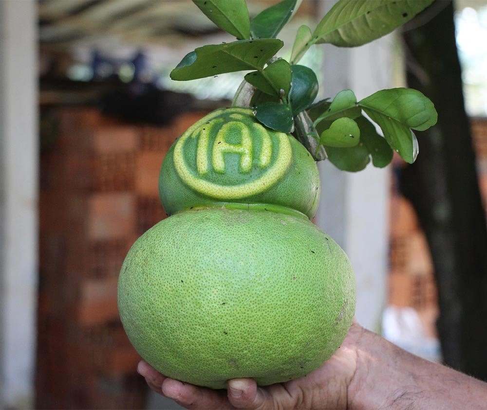 Qua buoi vuong ky la lan dau tien xuat hien o Viet Nam-Hinh-7