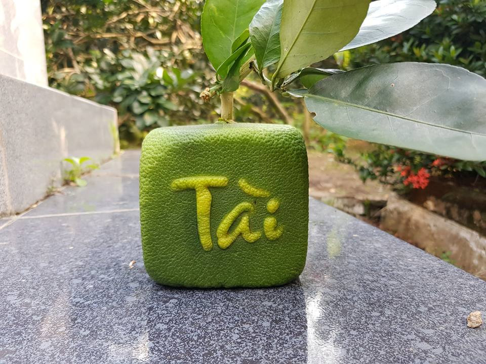 Qua buoi vuong ky la lan dau tien xuat hien o Viet Nam-Hinh-9