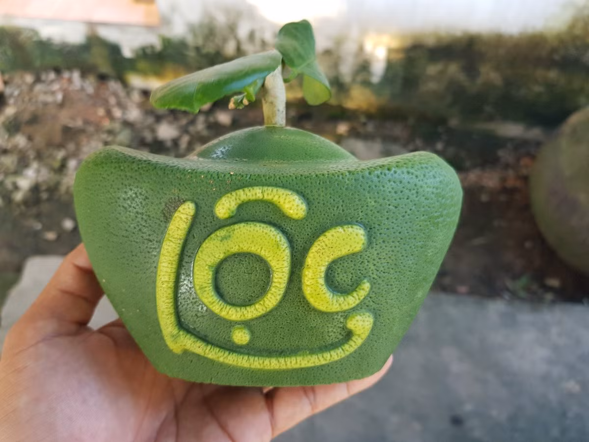 Qua buoi vuong ky la lan dau tien xuat hien o Viet Nam-Hinh-13