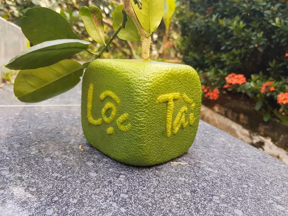 Qua buoi vuong ky la lan dau tien xuat hien o Viet Nam-Hinh-11