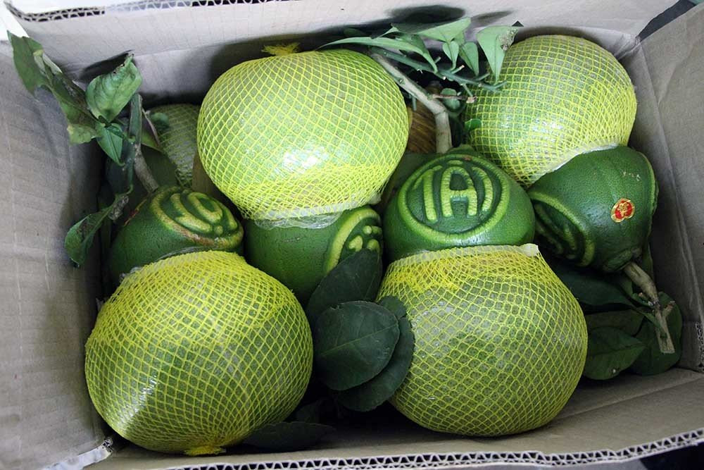 Qua buoi vuong ky la lan dau tien xuat hien o Viet Nam-Hinh-4