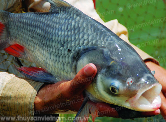 Cá hô bán với giá bán 250.000 đồng/kg.