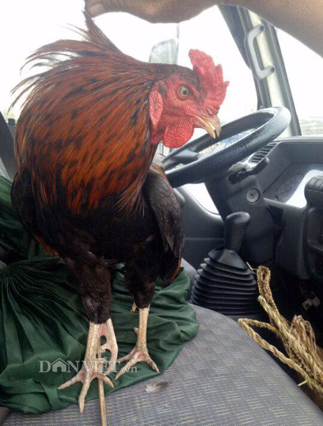 Ga trong 3 chan hiem thay chi ban de nuoi canh-Hinh-2