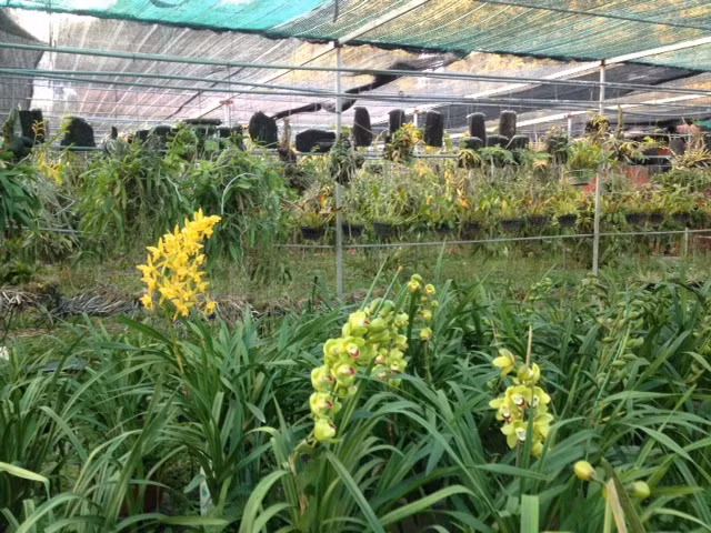 Đến với vườn lan của bà Lời, du khách có thể chọn cho mình những giò lan ưng ý nhất.