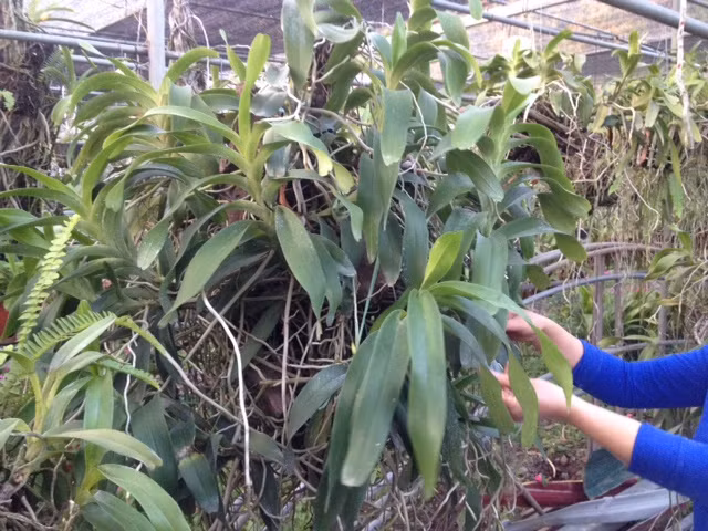 Cùng với lan rừng, trong vườn của bà Lời còn có các loại lan công nghiệp như: Hồ điệp, vũ nữ... số lượng cũng lên đến cả trăm chậu.