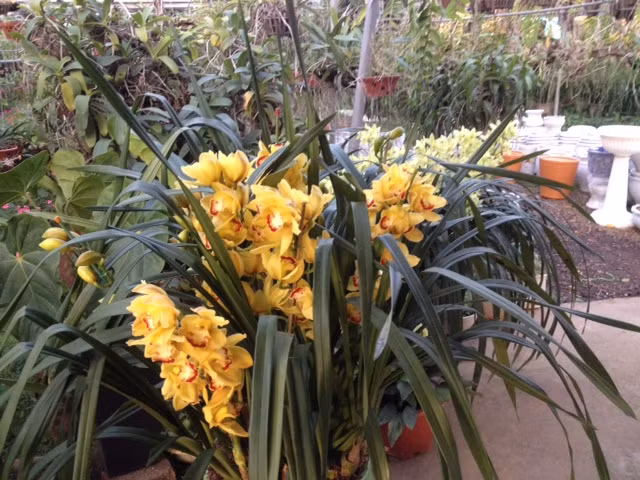 Những bông hoa lan đang khoe sắc trong thời tiết se lạnh của mùa xuân trên cao nguyên Mộc Châu.