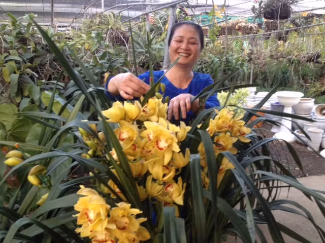 Đều đặn mỗi sáng, sau khi ngủ dậy, việc bà làm đầu tiên là đi dạo một vòng quanh vườn để ngắm và kiểm tra tình hình sinh trưởng của vườn lan...