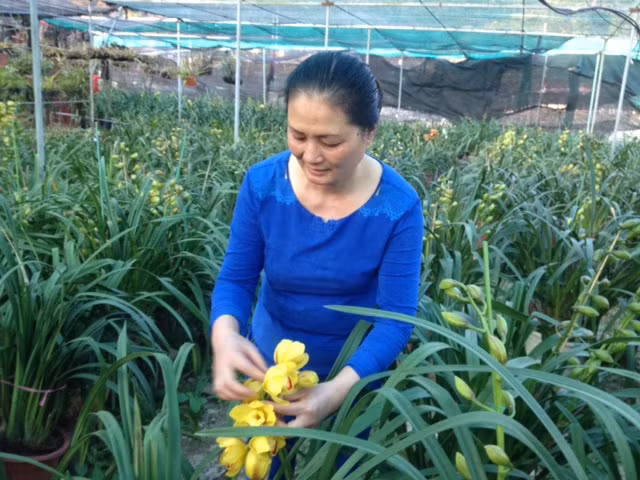 Bà Lời đang kiểm tra quá trình phát triển của hoa lan tại vườn.