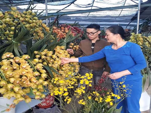 Có nhiều khách hàng đến lựa chọn mua hoa của bà Lời tại vườn.